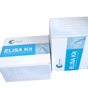 小鼠白介素16(IL-16)ELISA试剂盒